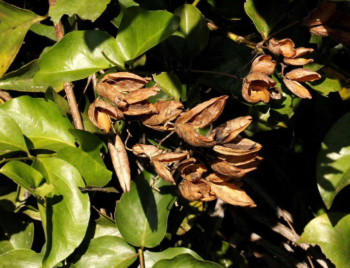 Usteria guineensis Usteria guineensis
