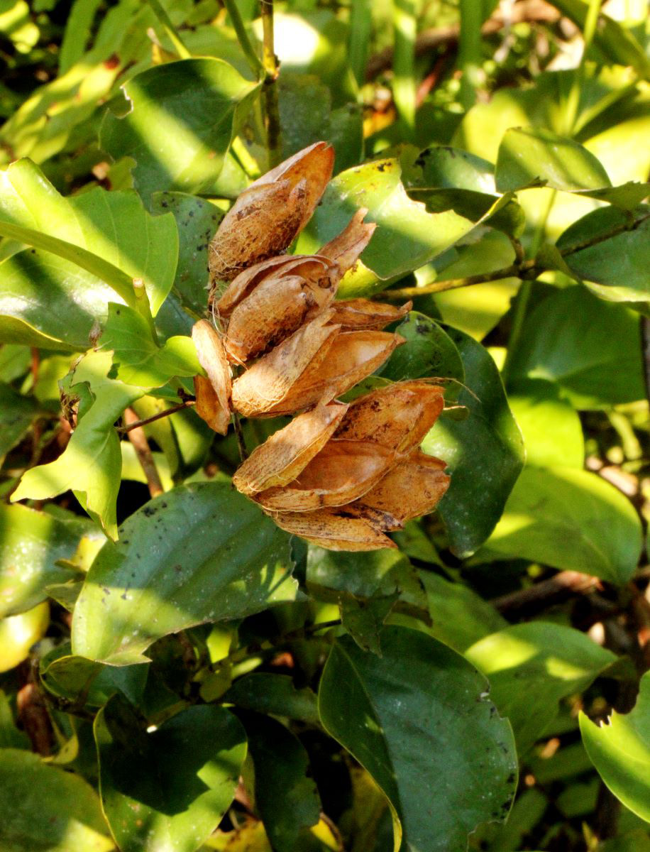 Usteria guineensis