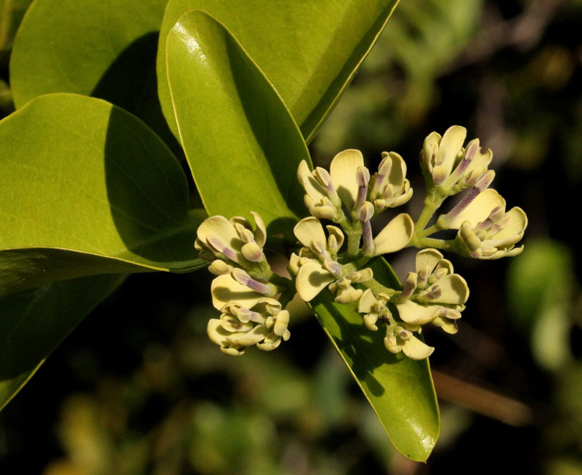Usteria guineensis