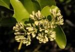Usteria guineensis