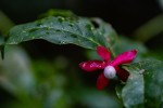 Heisteria parvifolia