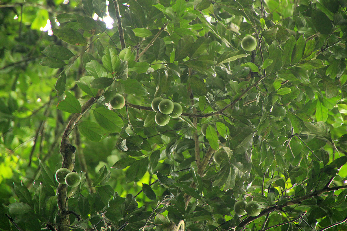 Panda oleosa Panda oleosa