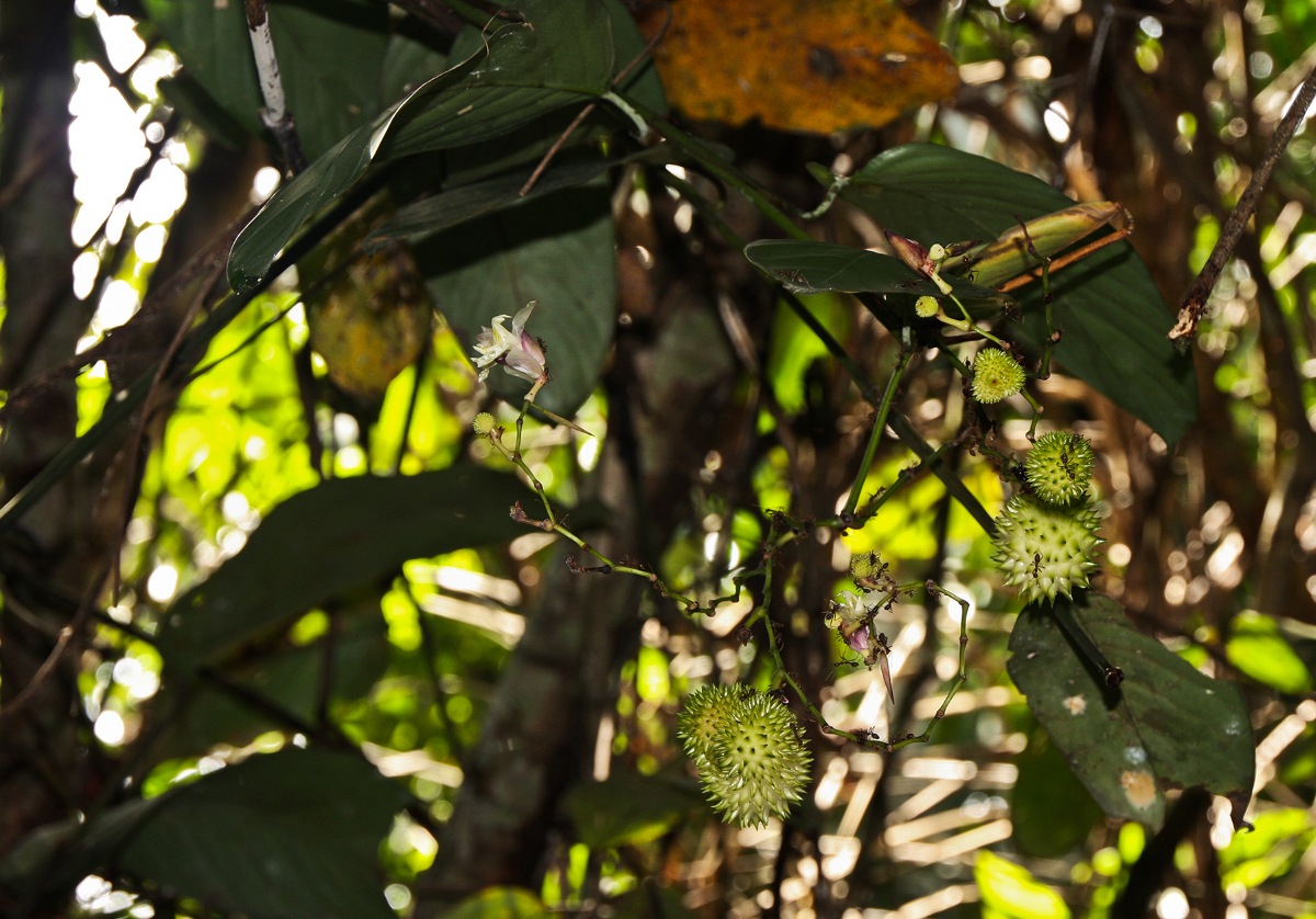 Hypselodelphys scandens Hypselodelphys scandens
