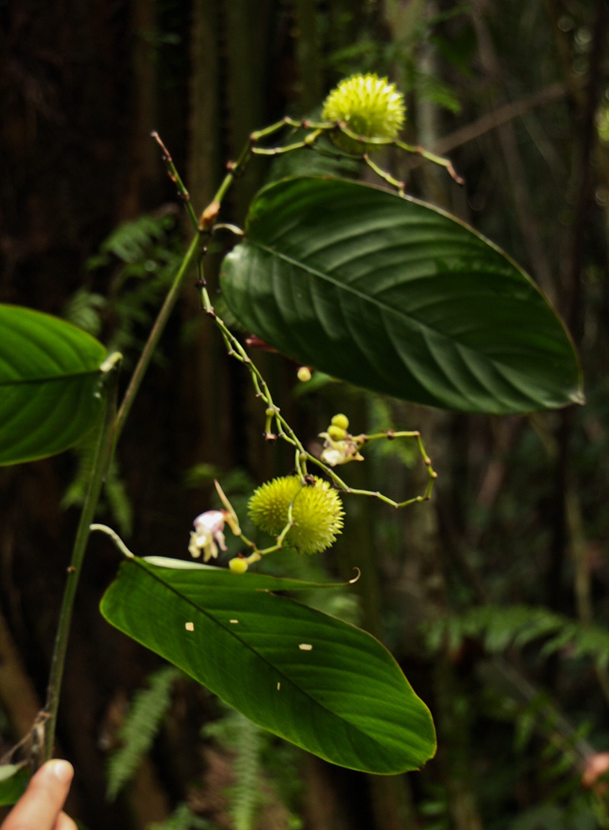 Hypselodelphys scandens Hypselodelphys scandens