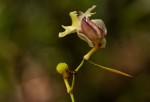 Hypselodelphys scandens