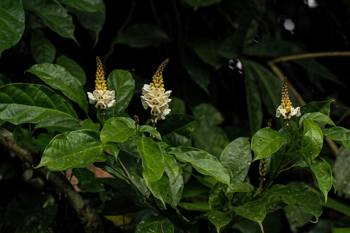 Thomandersia hensii Thomandersia hensii