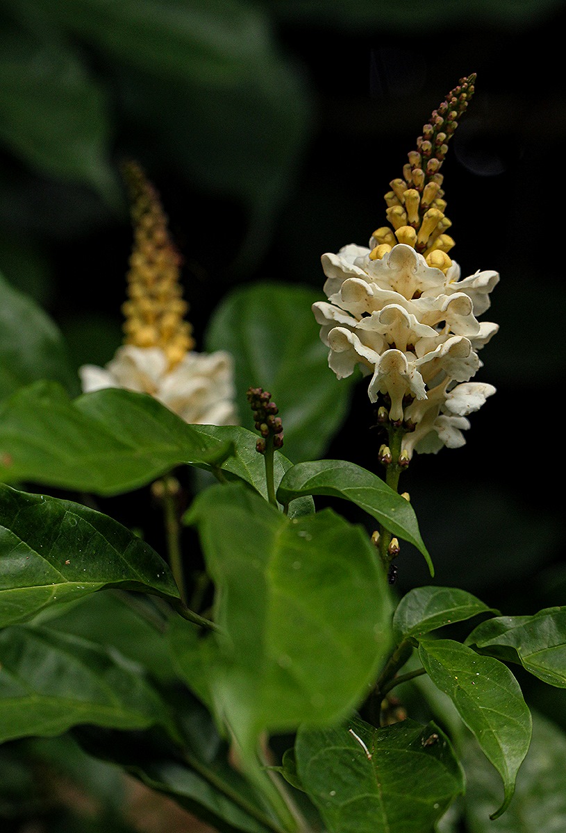 Thomandersia hensii Thomandersia hensii