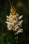 Thomandersia hensii