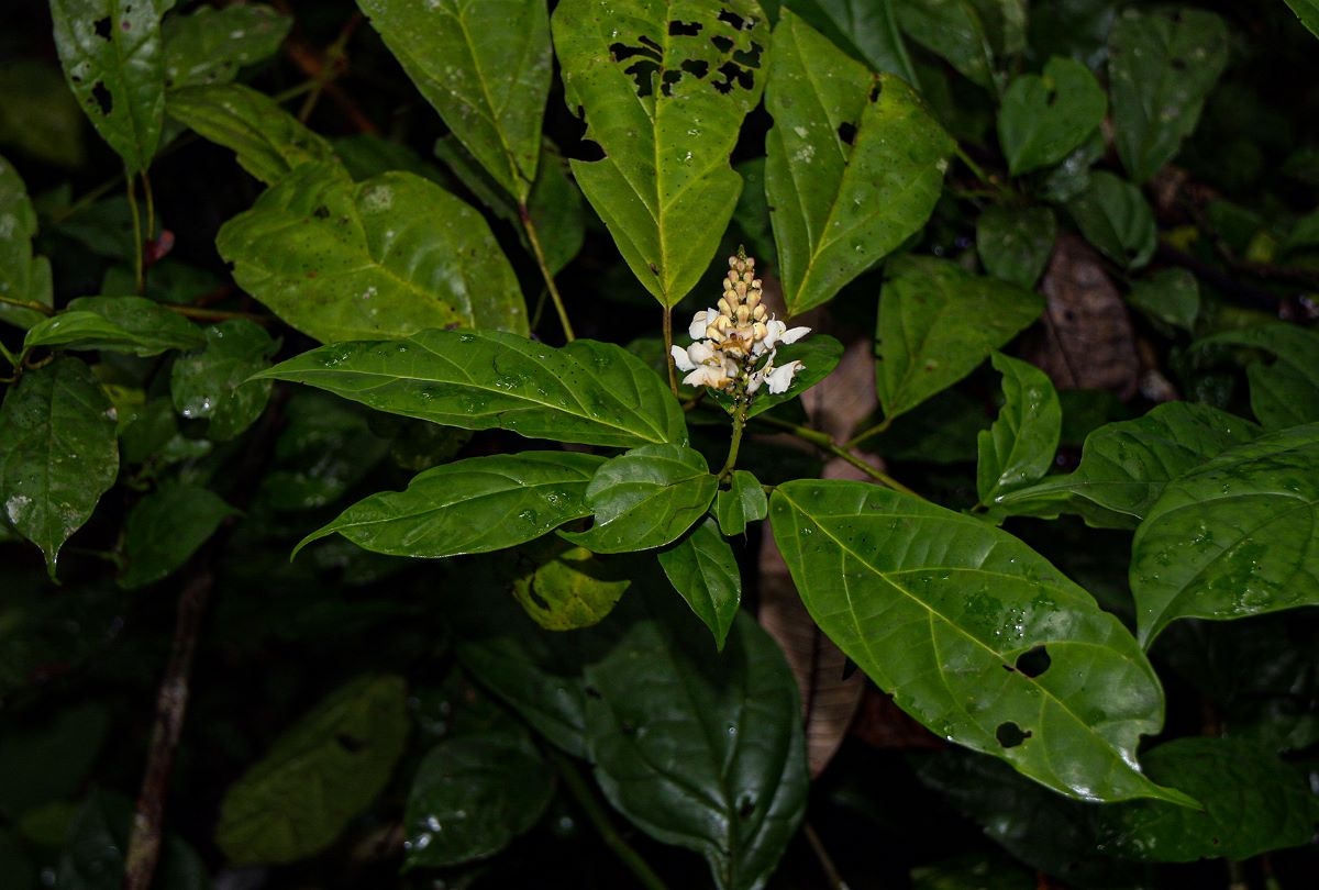 Thomandersia hensii Thomandersia hensii