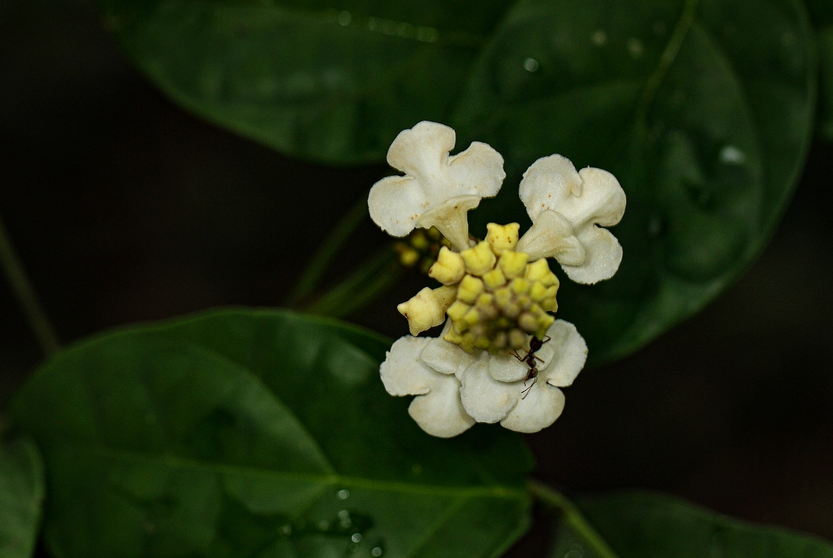 Thomandersia hensii Thomandersia hensii