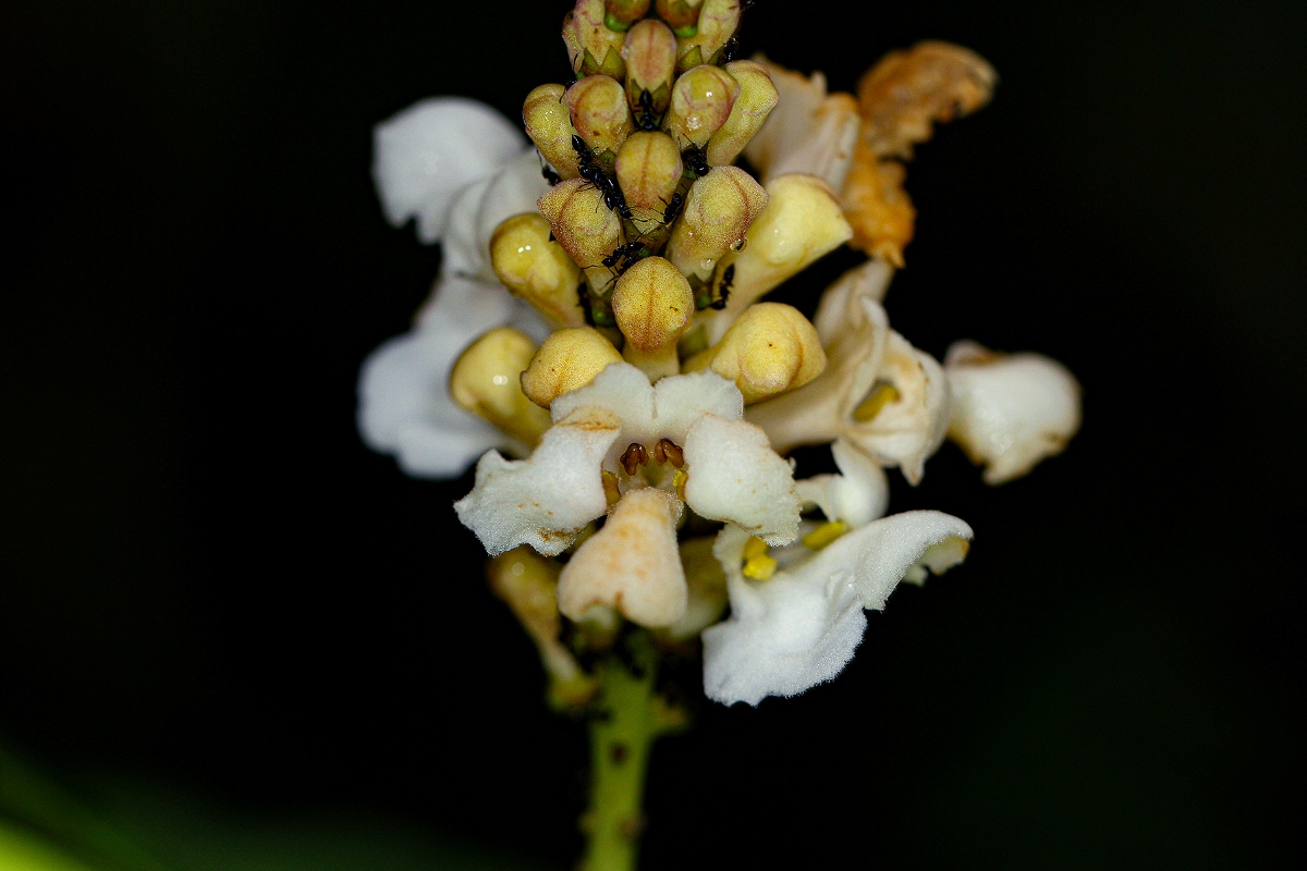 Thomandersia hensii Thomandersia hensii