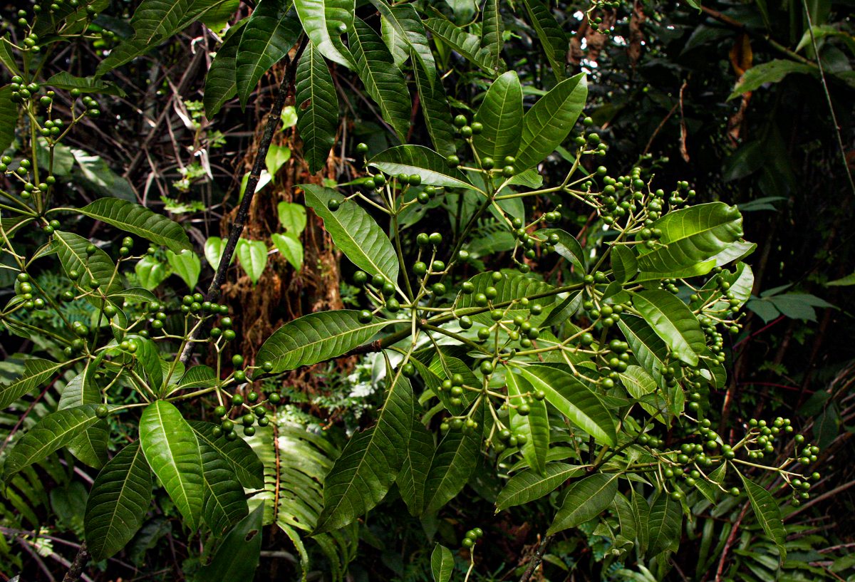 Rauvolfia vomitoria Rauvolfia vomitoria