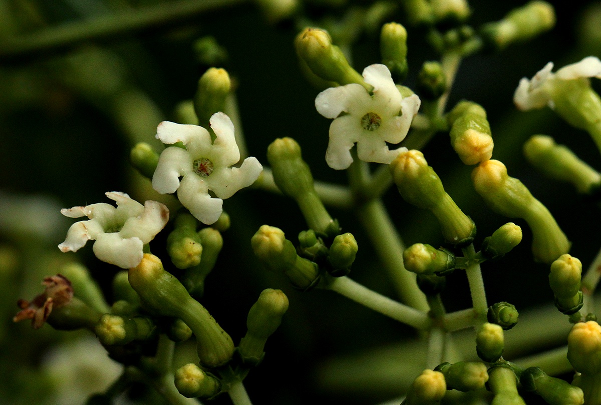 Rauvolfia vomitoria Rauvolfia vomitoria