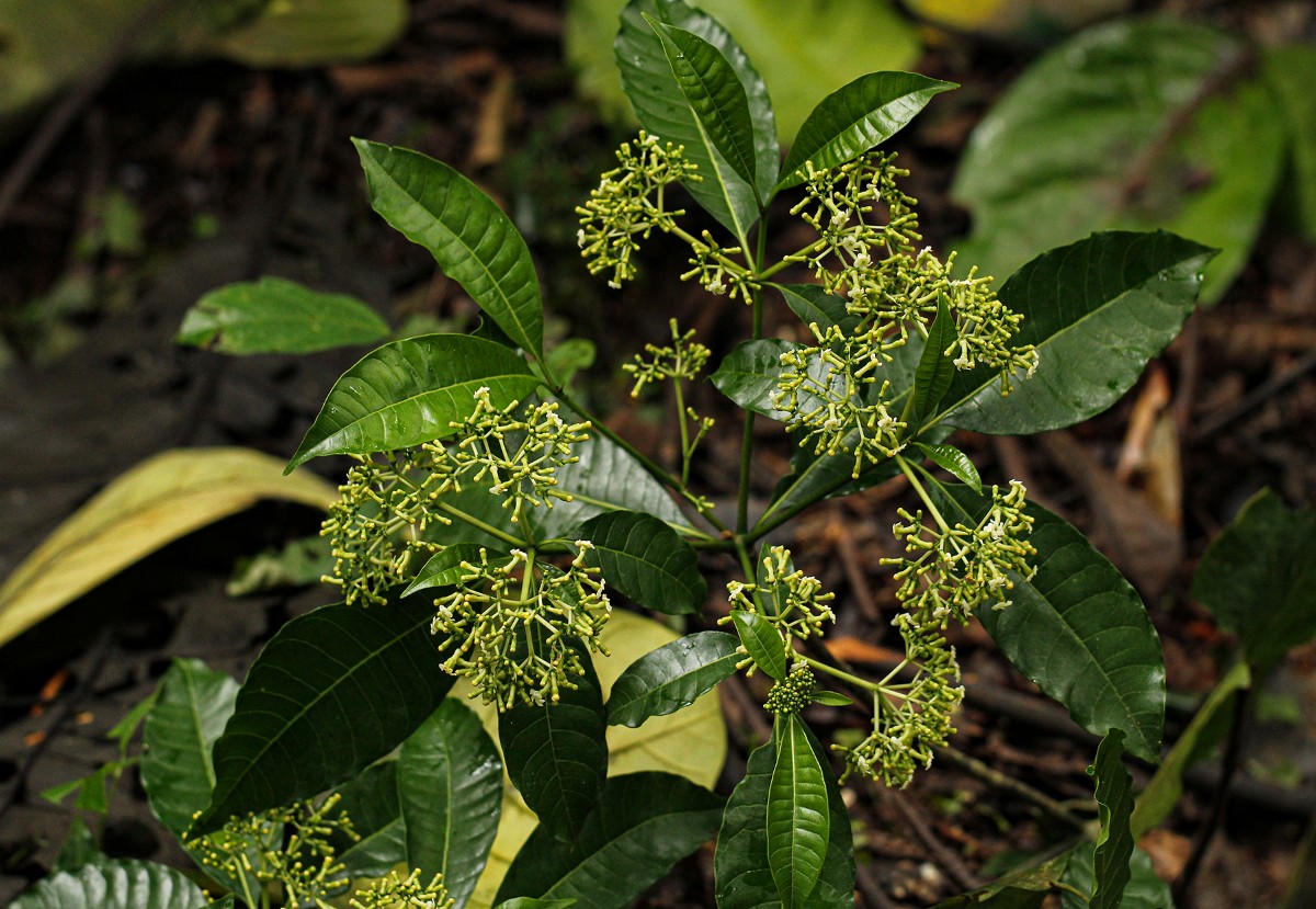 Rauvolfia vomitoria Rauvolfia vomitoria