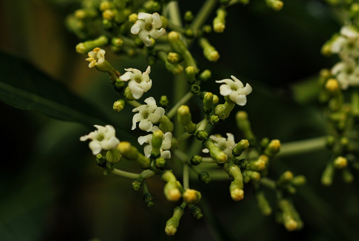 Rauvolfia vomitoria Rauvolfia vomitoria