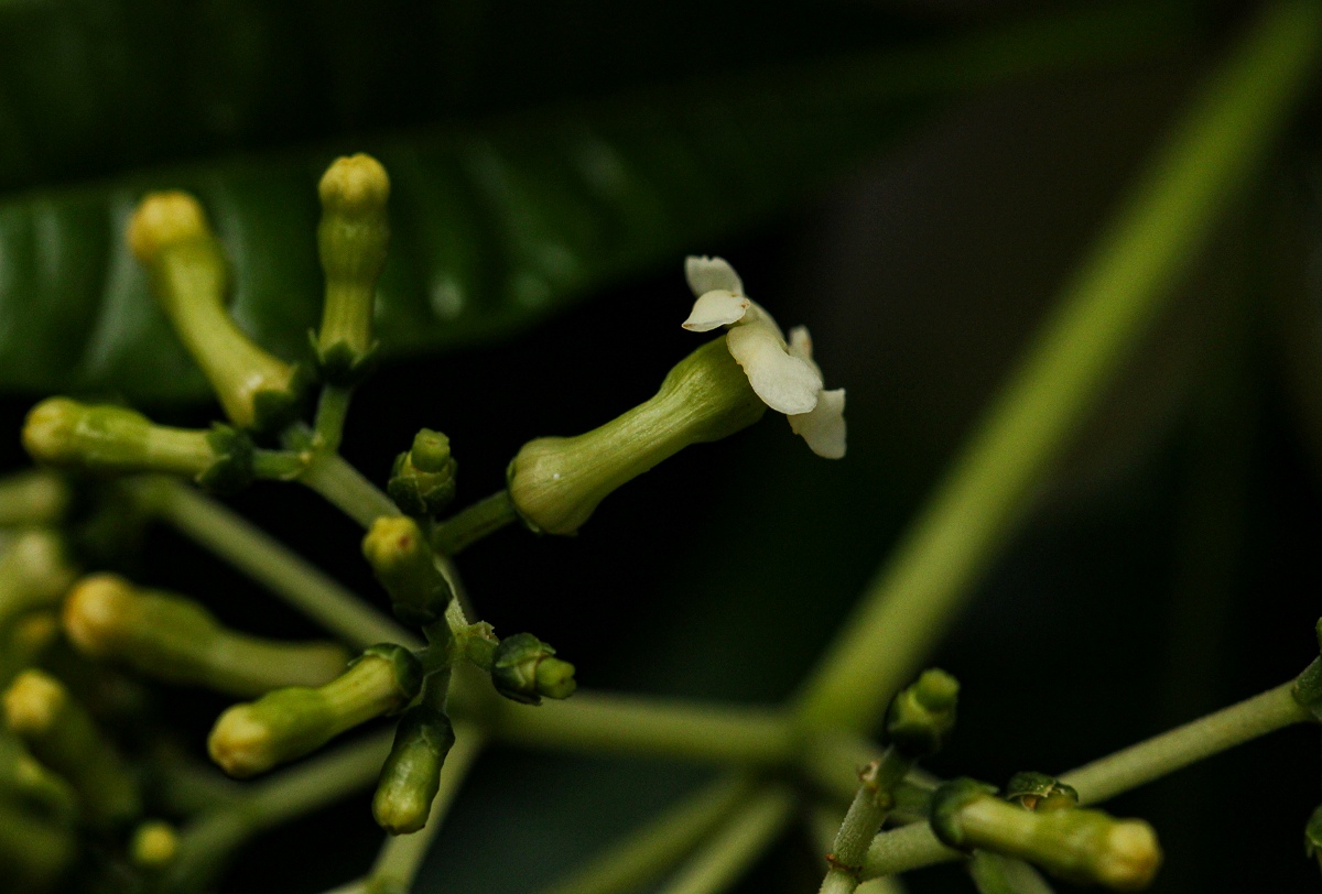 Rauvolfia vomitoria Rauvolfia vomitoria