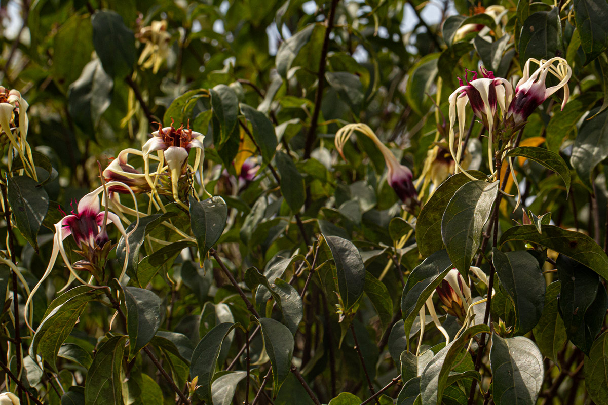 Strophanthus sarmentosus Strophanthus sarmentosus