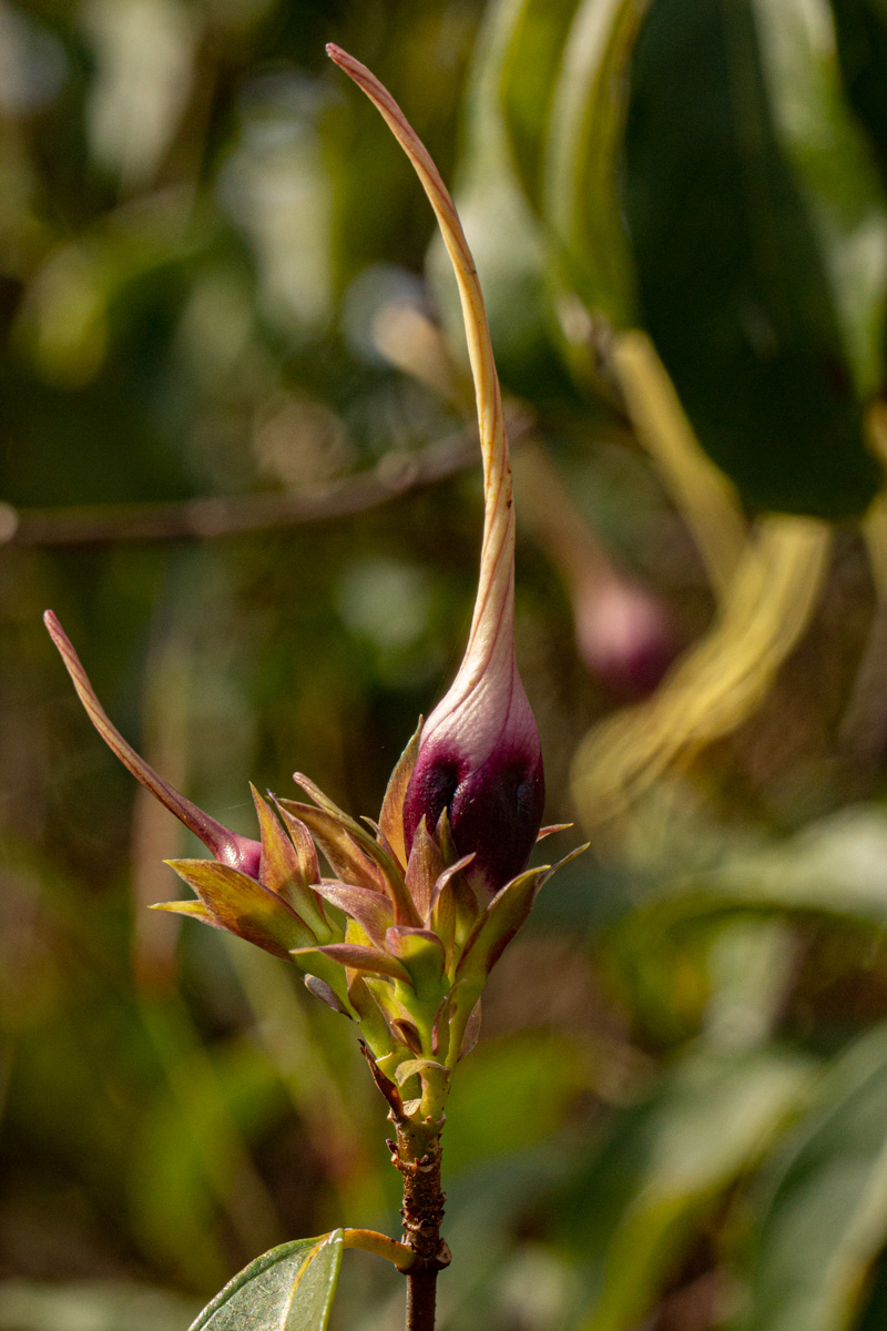 Strophanthus sarmentosus Strophanthus sarmentosus