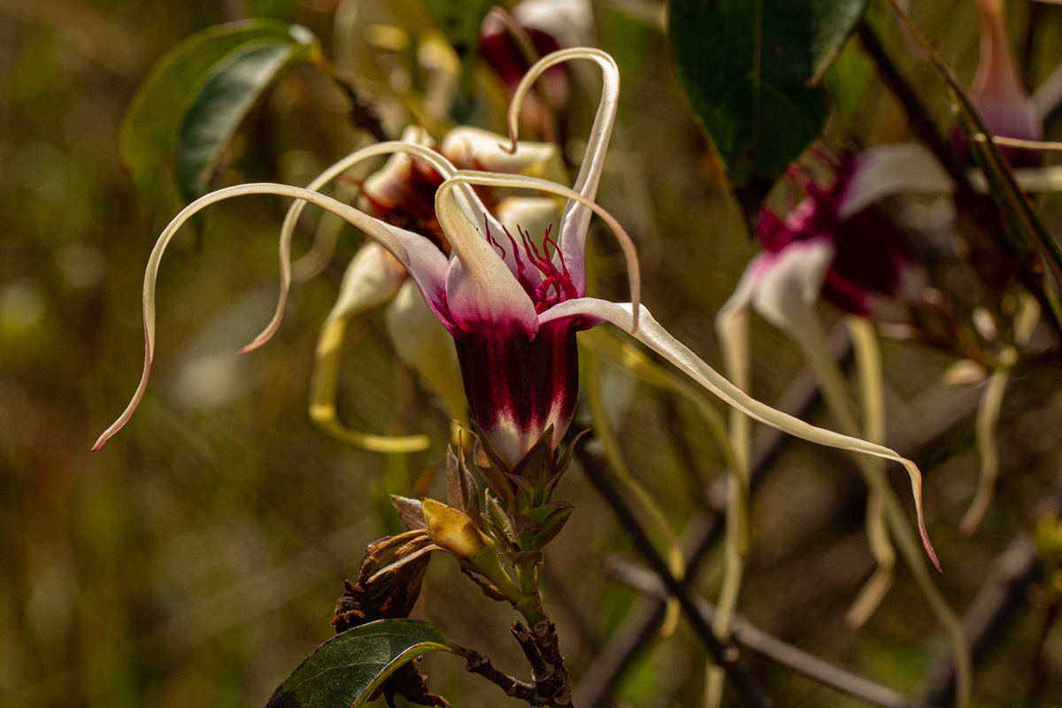Strophanthus sarmentosus Strophanthus sarmentosus
