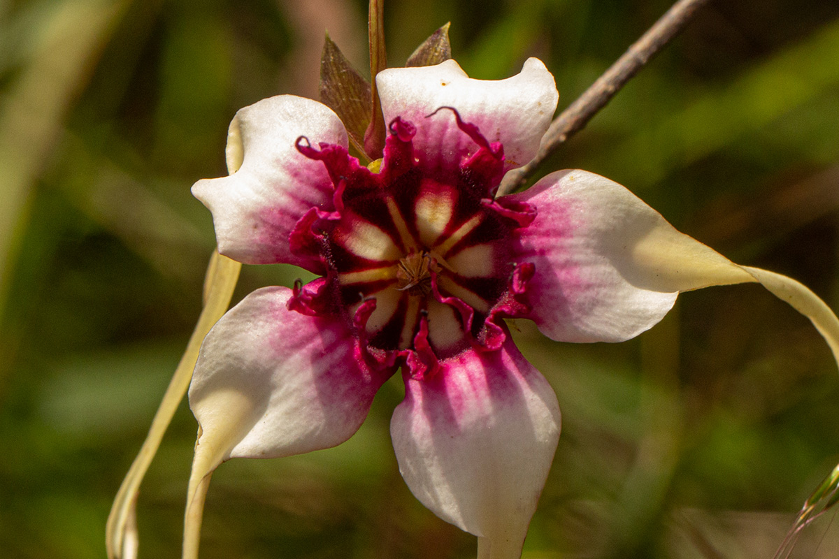 Strophanthus sarmentosus Strophanthus sarmentosus