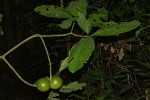 Tabernaemontana crassa