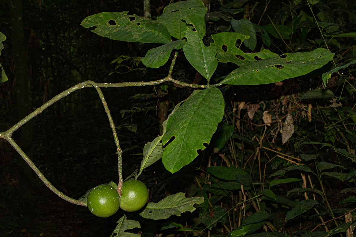 Tabernaemontana crassa Tabernaemontana crassa