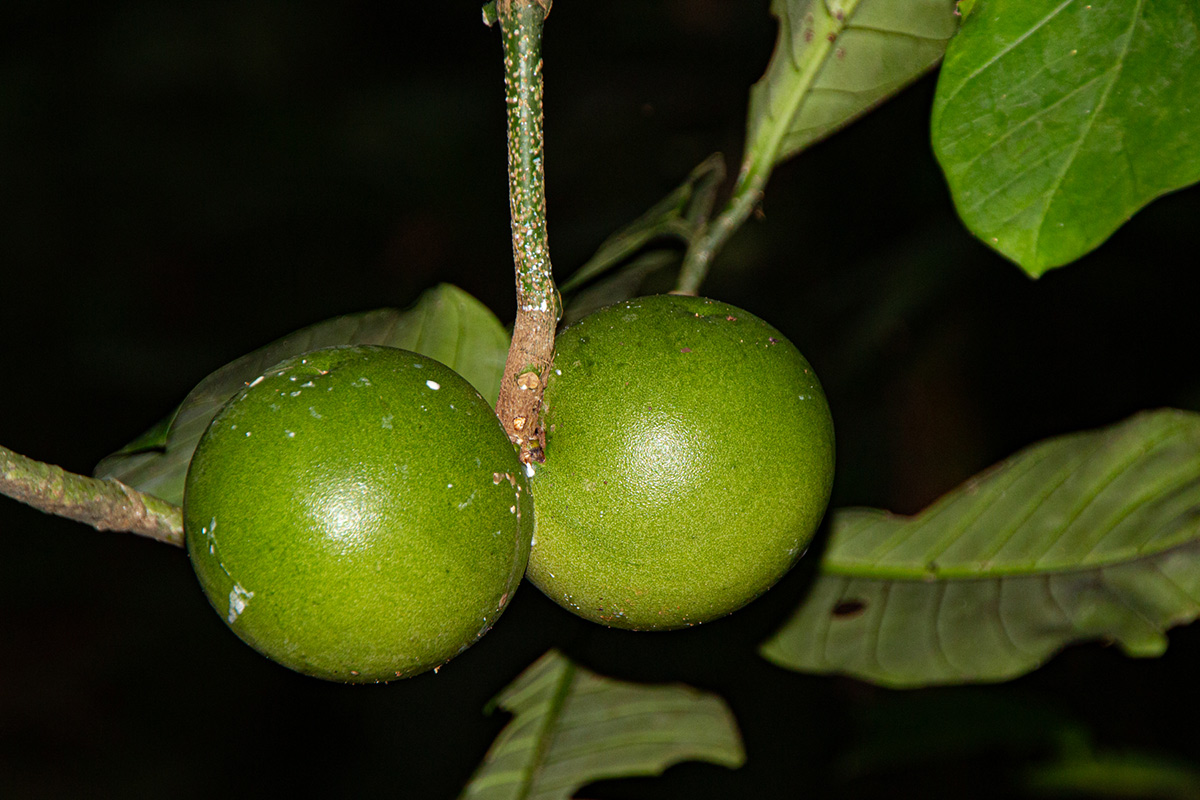 Tabernaemontana crassa