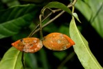 Tabernaemontana inconspicua