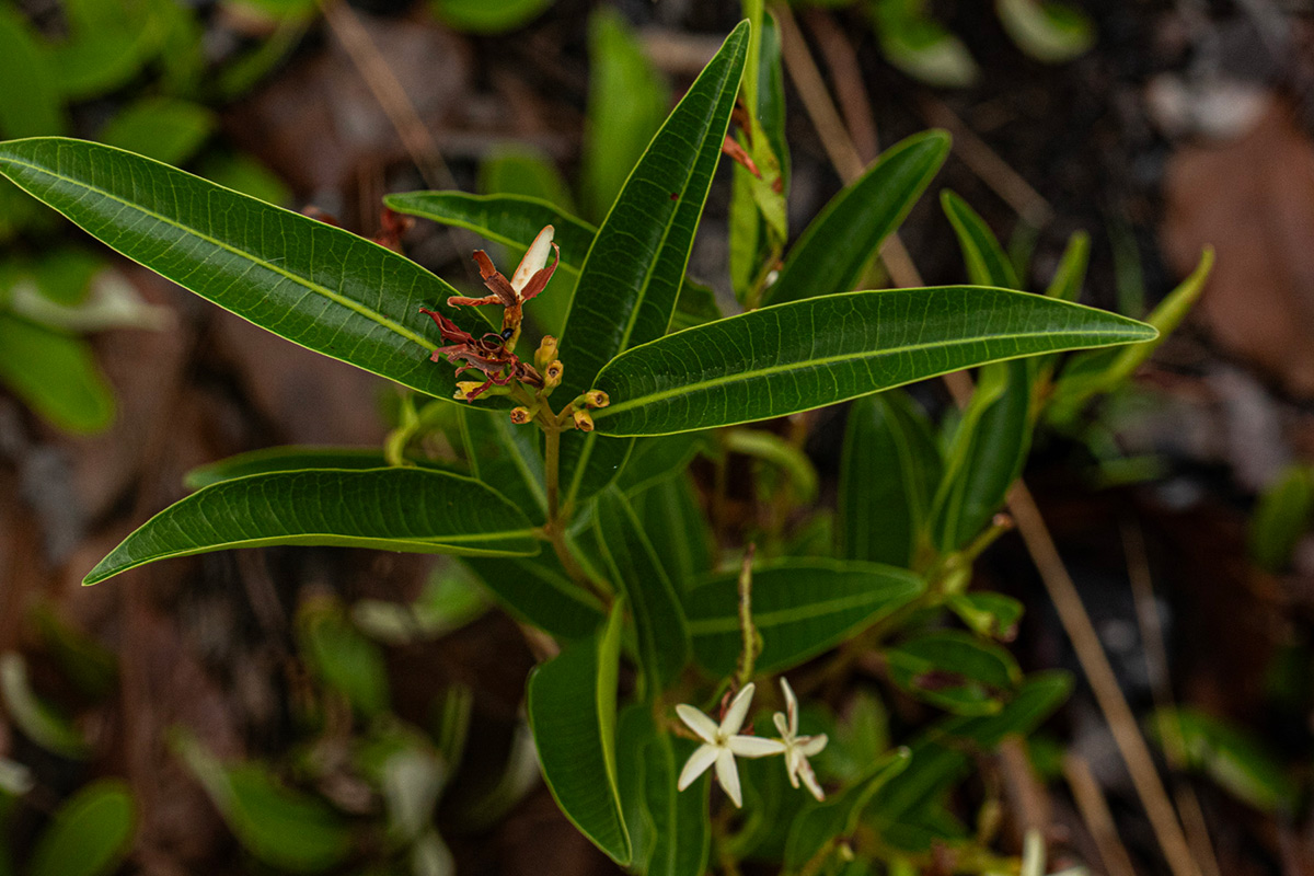 Landolphia lanceolata Landolphia lanceolata
