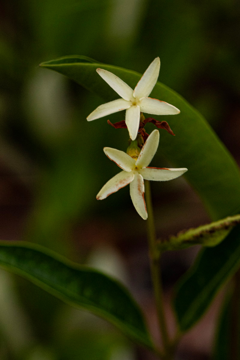 Landolphia lanceolata Landolphia lanceolata