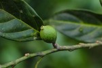 Strombosiopsis tetrandra