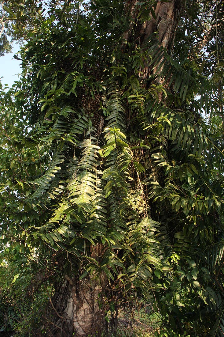 Calyptrochilum emarginatum Calyptrochilum emarginatum