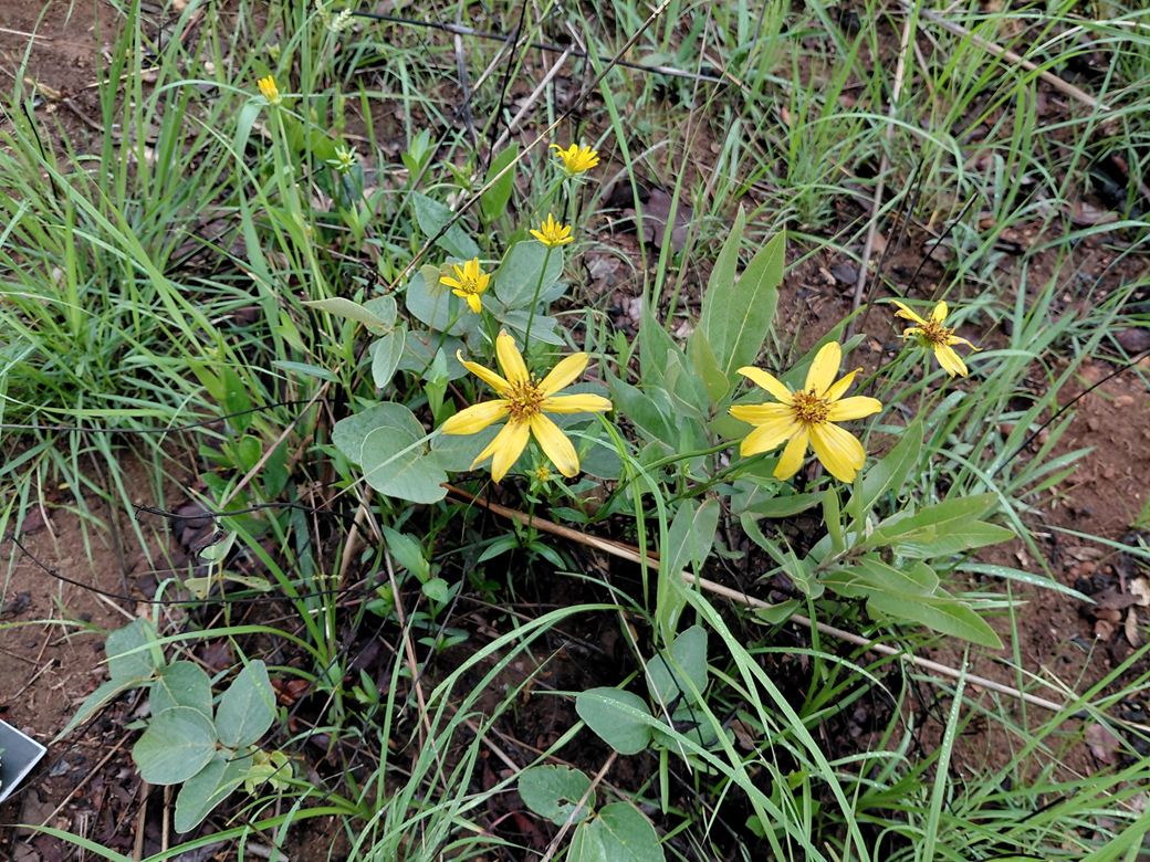 Bidens moorei Bidens moorei