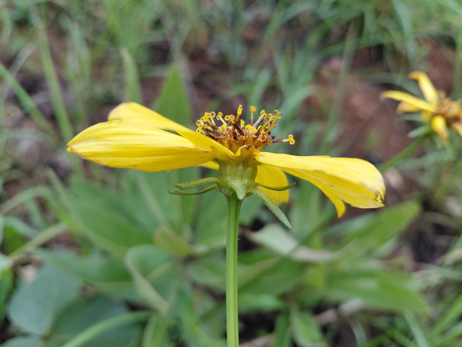 Bidens moorei Bidens moorei