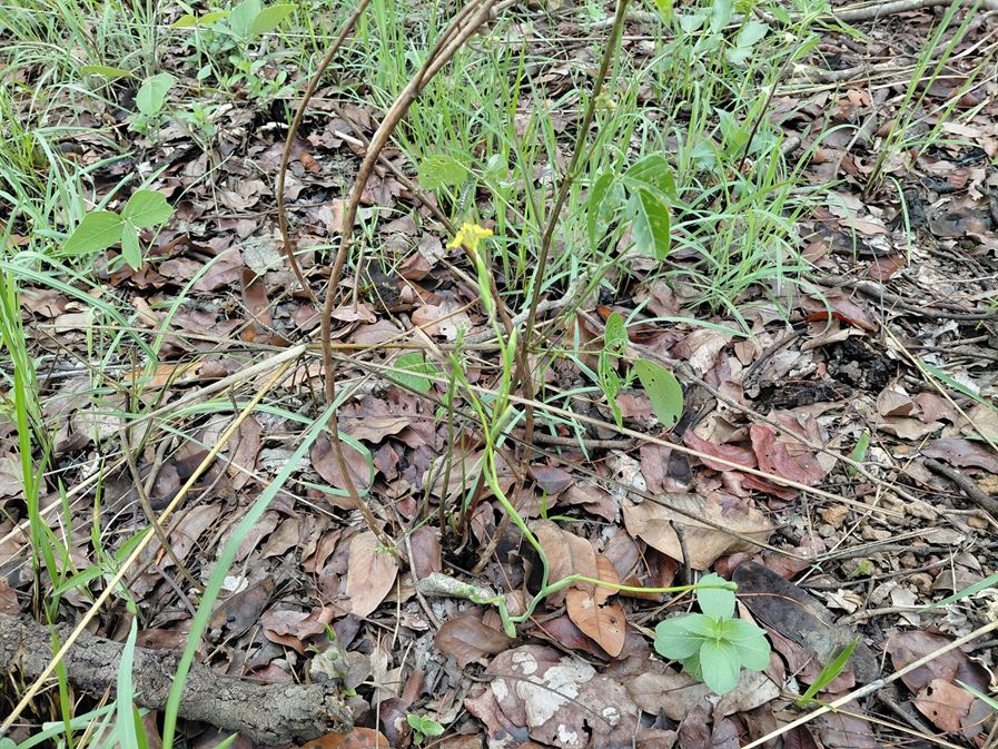 Ferraria welwitschii Ferraria welwitschii