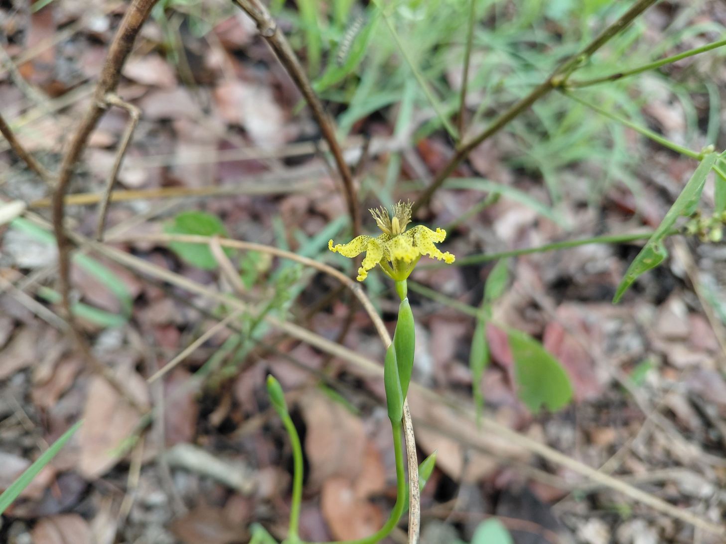Ferraria welwitschii Ferraria welwitschii