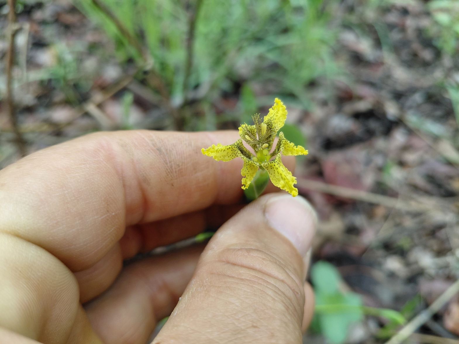 Ferraria welwitschii Ferraria welwitschii
