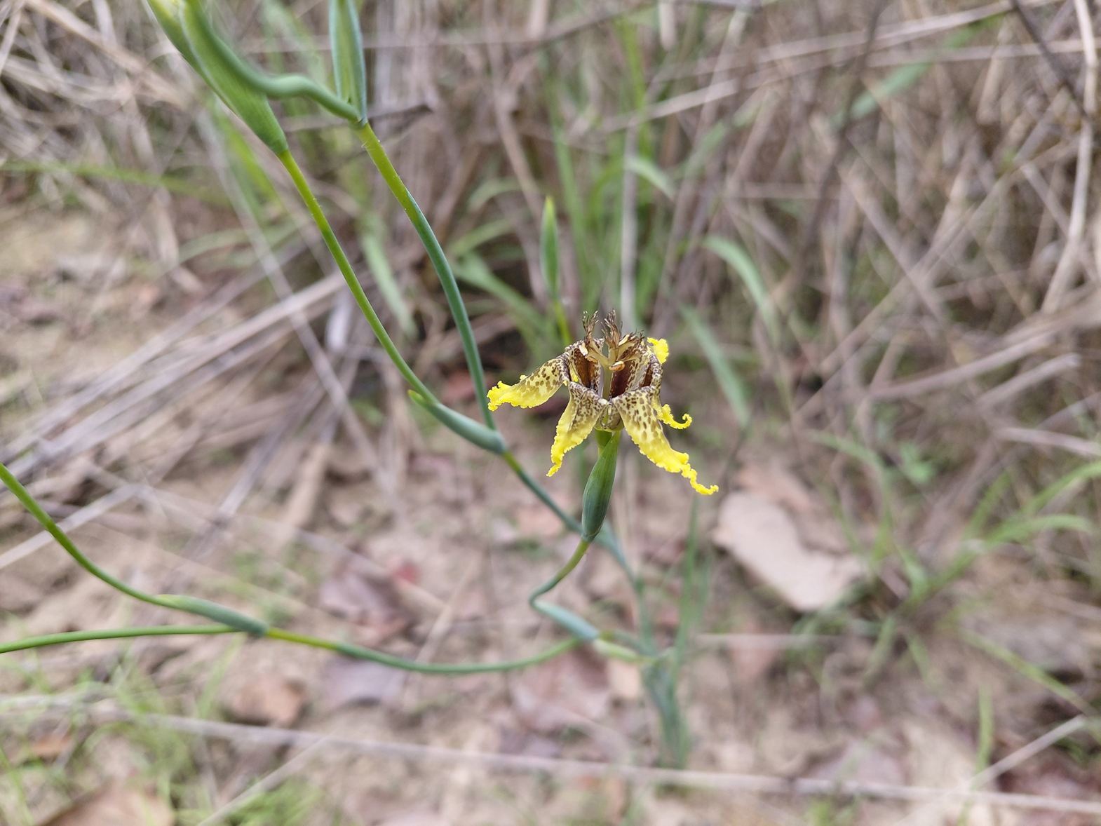 Ferraria welwitschii Ferraria welwitschii