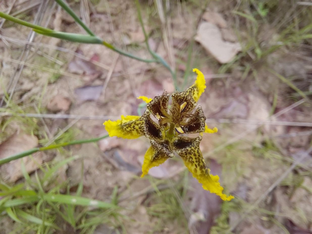 Ferraria welwitschii Ferraria welwitschii