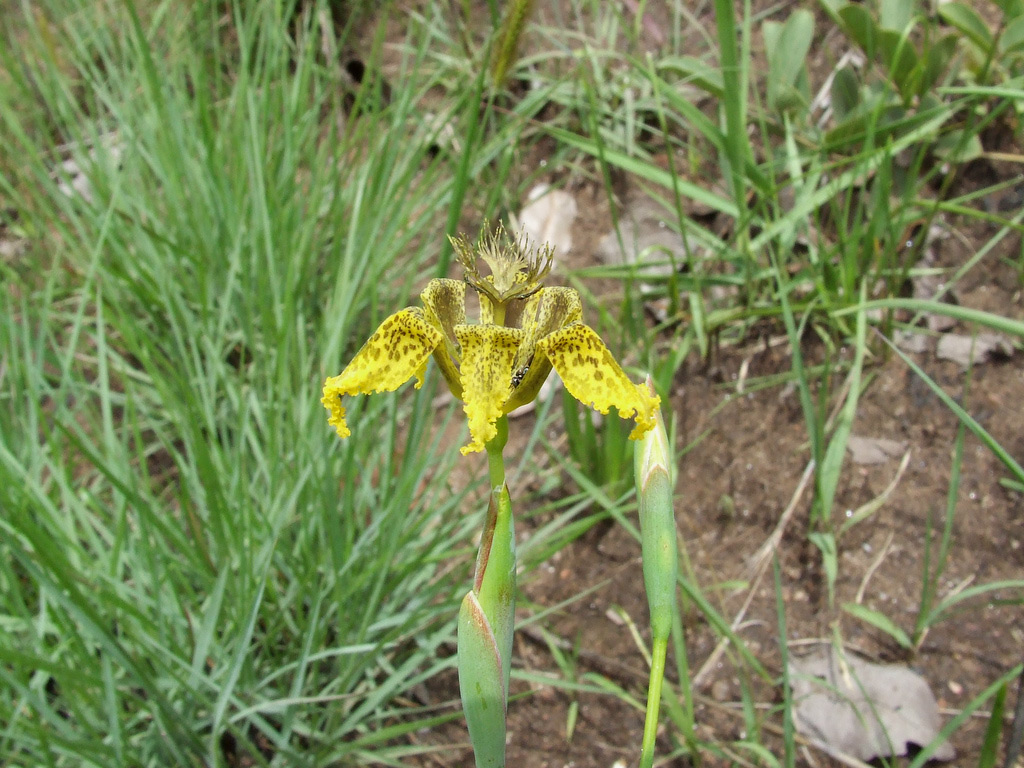Ferraria welwitschii Ferraria welwitschii