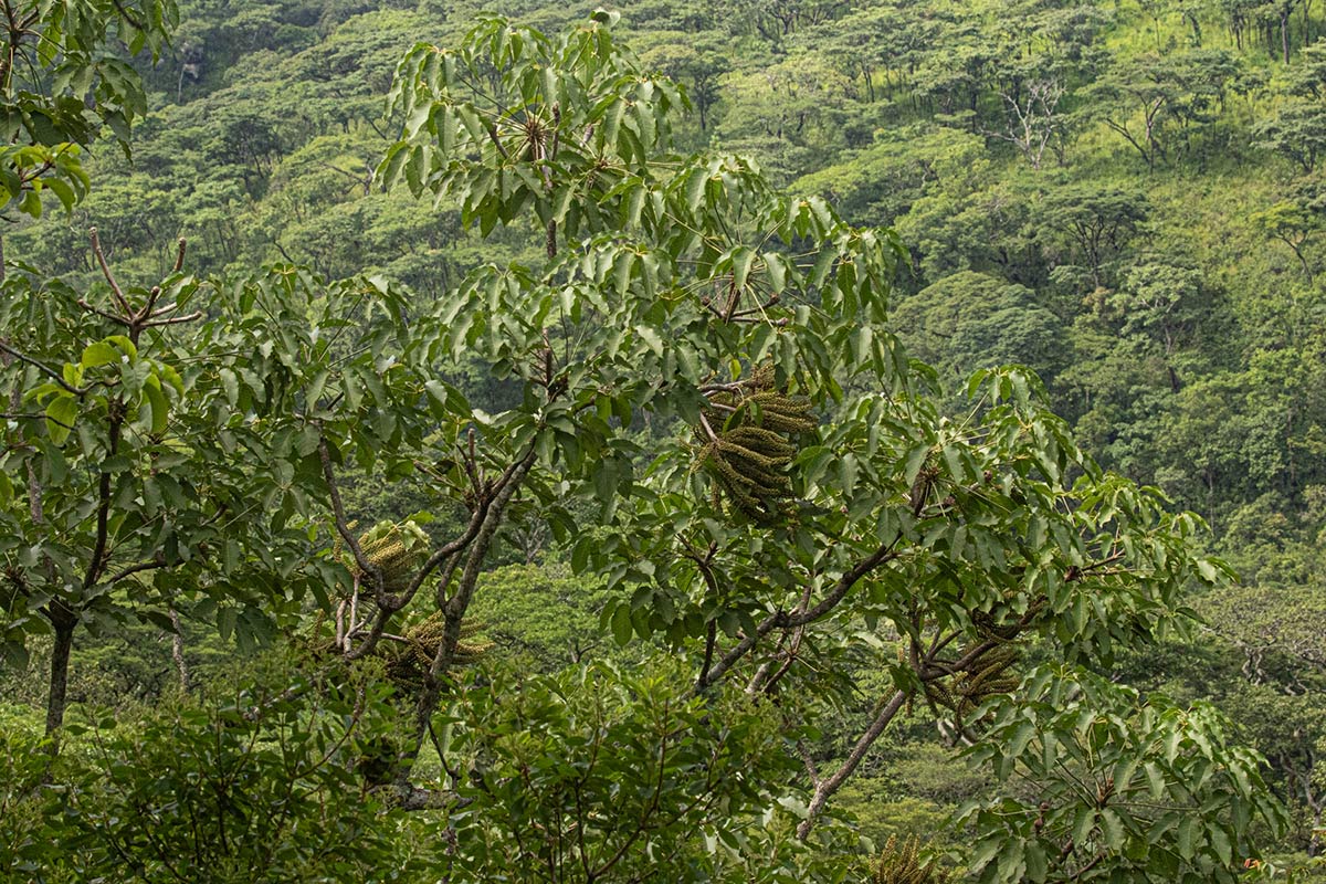 Cussonia angolensis