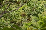 Cussonia angolensis