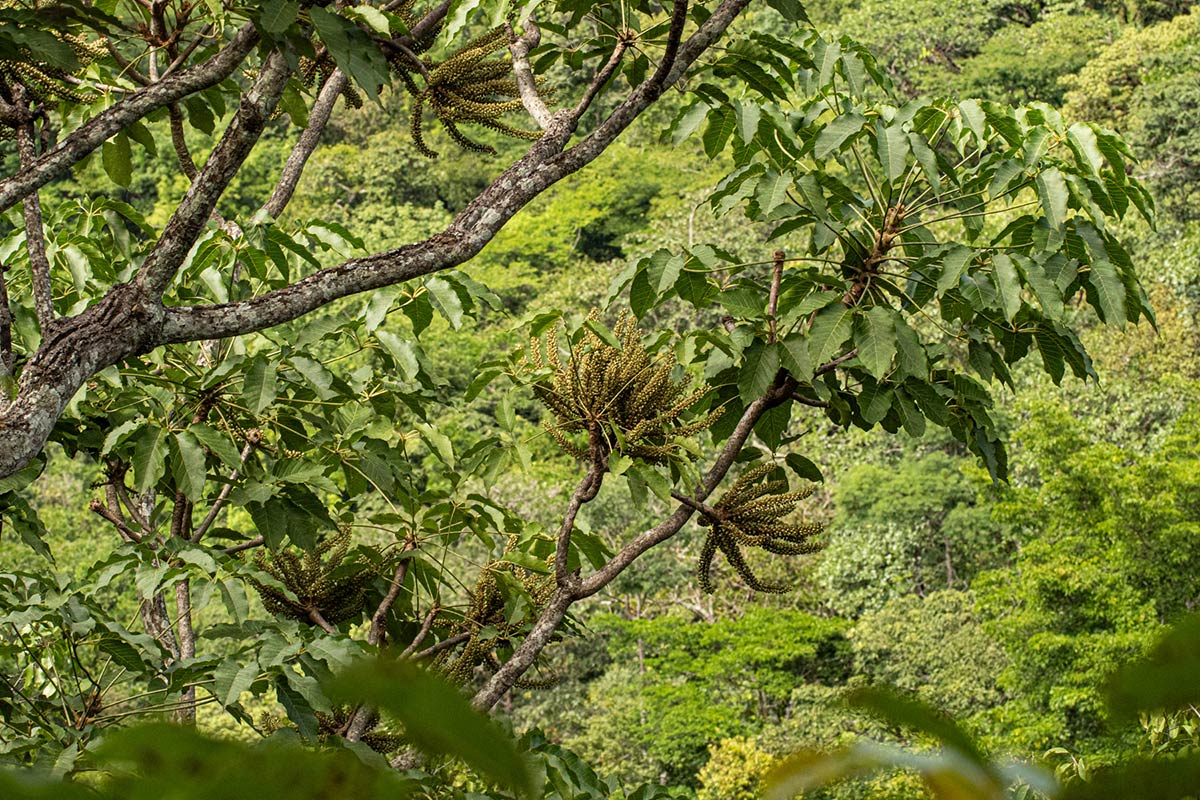 Cussonia angolensis