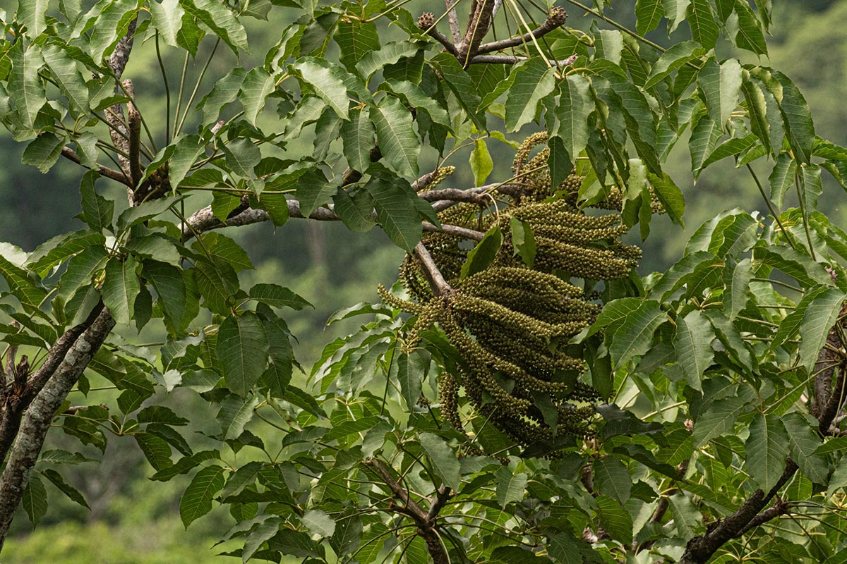 Cussonia angolensis Cussonia angolensis