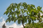 Cussonia angolensis
