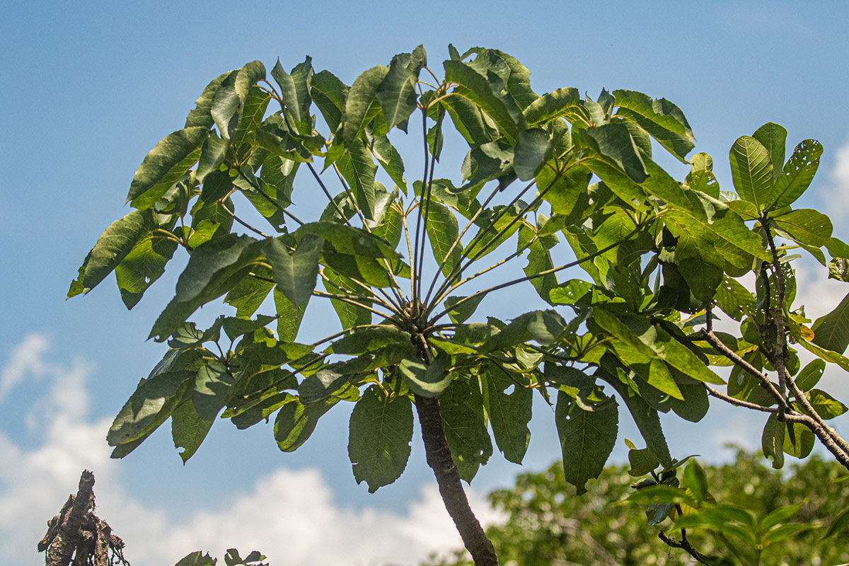 Cussonia angolensis Cussonia angolensis