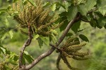 Cussonia angolensis