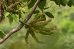Cussonia angolensis
