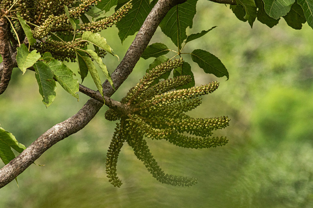 Cussonia angolensis Cussonia angolensis
