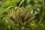 Cussonia angolensis